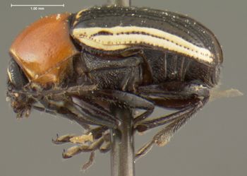 Media type: image;   Entomology 25000 Aspect: habitus lateral view